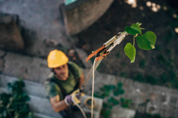 Cushing, OK Tree Service Company